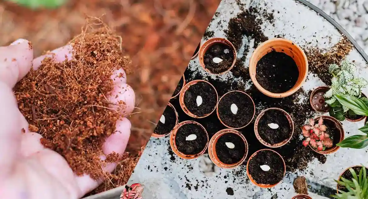 Types of Cocopeat